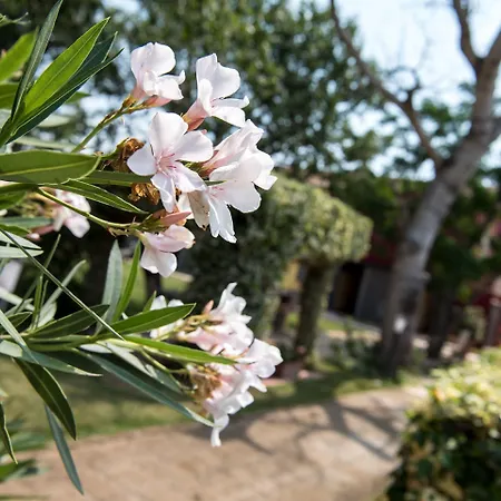 Country Le Due Ruote * アルベレーゼ