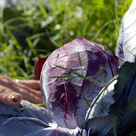 ファームステイ Country Le Due Ruote アルベレーゼ